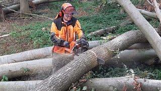 A good lumberjack Little Harvester and a good chainsaw