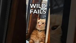 #3 Is Just Embarrassing   Top 5 Animal Fails