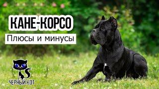  Кане корсо, плюсы и минусы породы. За что все любят кане-корсо?