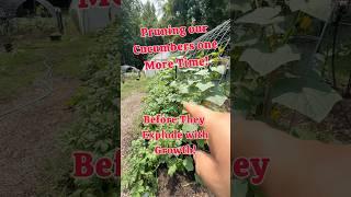 Pruning our Cucumbers One More Time!! #cucumber #regenerativeagriculture #garden