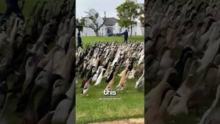 The Duck Army