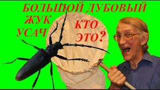 Школа Энтомолога. Большой Дубовый Усач. Кто Это? Cerambyx cerdo - Последний из Могикан.