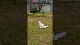 Cat's football training ft. Milka