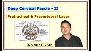 Deep Cervical fascia - II (Pretracheal & Prevertebral Layer)/ Anatomy/ Simplified/ Fascia colli