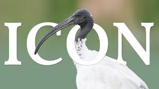 How an Ibis Became the 'Bin Chicken'