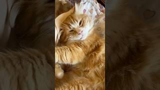 Sleepyhead 