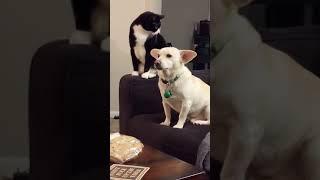 A cat thinks long before hitting a dog