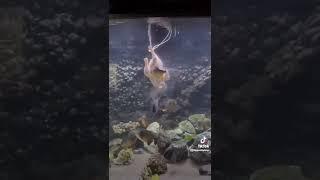 Piranha vs Chicken