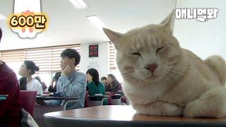 Story of How Cat That Near Death Became a College Student