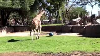 Giraffe plays soccer