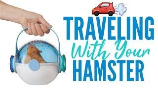 Traveling With Your Hamster