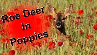 Wildlife magic: Red poppies and Roe deer with the OM-1 Mk2 and 150-600mm lens.