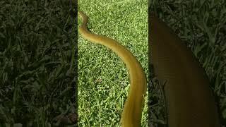 OLIVE PYTHON SLITHERING IN GRASS #reptile #snake #olive #python #shorts