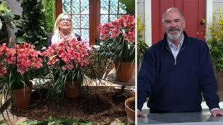 Barbara King 3 pc Reblooming Daylily Mildred Mitchell Plants on QVC