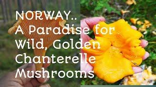 Norway.A Paradise for Golden Wild Chanterelles #chanterelles #ediblemushrooms #norwegianwoods