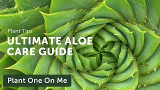 Ultimate ALOE CARE Guide — Ep 197