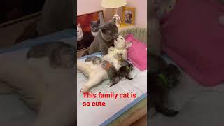 This family cat is so cute #shorts