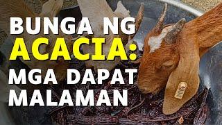 BUNGA NG ACACIA para sa KAMBING: Mga Dapat Malaman