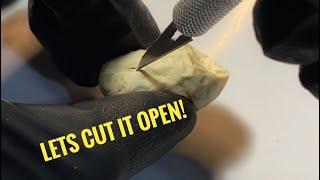 Tri Color Hognose Egg Gone Bad…Let’s Cut it Open.