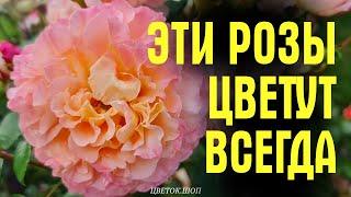 Эти РОЗЫ ЦВЕТУТ ВСЕГДА! Сад после ливня. Обзор устойчивых и неприхотливых роз