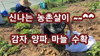 76. 신나는 농촌살이/ 감자 양파 마늘 수확