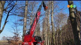 Speciale machine zaagt beuken in laan IJsselvliedt om