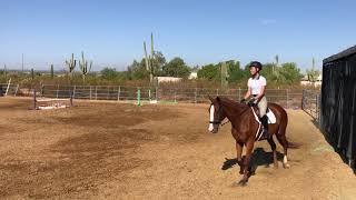 Hunter Under Saddle flat class Nite After Nite