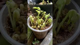 Time lapse of green bean sprouts #shorts #timelapse