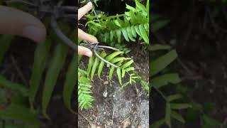 When nature crafts the coolest things!! 