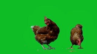 Chicken on Green Screen