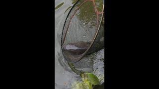 Home Farm Fishery
