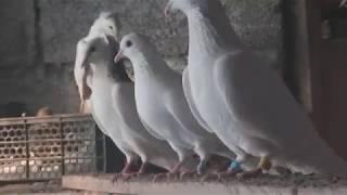 #Pigeon #Астрахань.  О голубях. И отношениях.29.03.20г