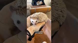 The Ultimate Pet Cafe in Japan (hedgehogs, otters & chinchillas)