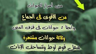 من  أسرار  الحيوان | الأقوى فى الجماع ، والأبطأ قذفا ومن يشتهر بالسحاق او فعل قوم لوط ؟