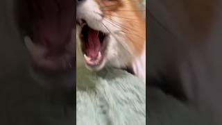 МУРЧАЩИЙ ПЁС У Нас в квартире, домашняя лисица PURROUS DOG हमरे अपार्टमेंट मा एक घरेलू लोमड़ी है