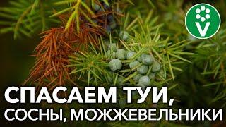 ОПРЫСКАЙТЕ ЭТИМ ХВОЙНЫЕ ОСЕНЬЮ от всех болезней и пожелтения хвои