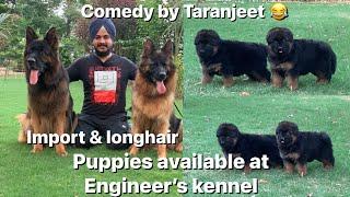 Long coat German shepherd | puppies | comedy by Taranjeet Mathoda @engineerskennel2733