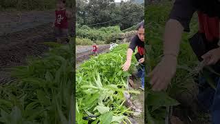 Harvesting Kangkong in Korea #shorts #korea #youtubeshorts #province