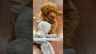 Extra cuddly, don’t move the bunny #puppies #cutepuppy  #sleepy #goldendoodle #baby  #dogshorts