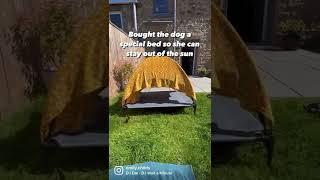 Dog Using New Bed to Escape Sun Fails Successfully || ViralHog