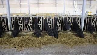 Farm buildings: suckler shed for 220 cows