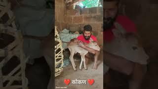 कोकण कोकण  #kokanatalediwas #kokandiaries @goshtakokanatli @malvanchanobita1