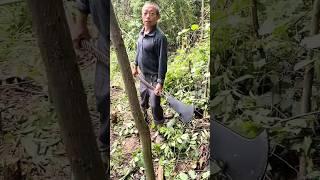 The process of cutting a young tree with a sharp knife