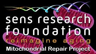 SENS Research Foundation — MitoSENS Mitochondrial Repair Project | Lifespan.io Crowdfunding Campaign