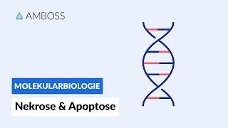 Zelltod durch Nekrose oder Apoptose - Biochemie - Physiologie - AMBOSS Video