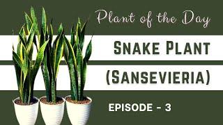 Snake Plant (Sansevieria) | Plant of the Day | Plant Series | Plant Episode 3