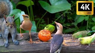 [NO ADS] Cat TV for Cats to Watch Unlimited Birds Chipmunks Squirrels ️ Videos for Cats to Watch