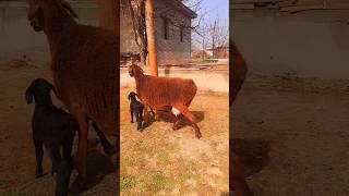 sheep, lamb | Cordero de las ovejas
