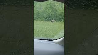 Found Elk Yesterday