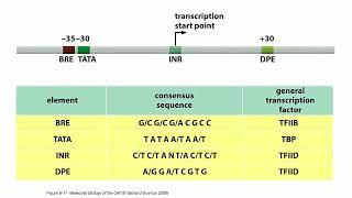 Transcripción